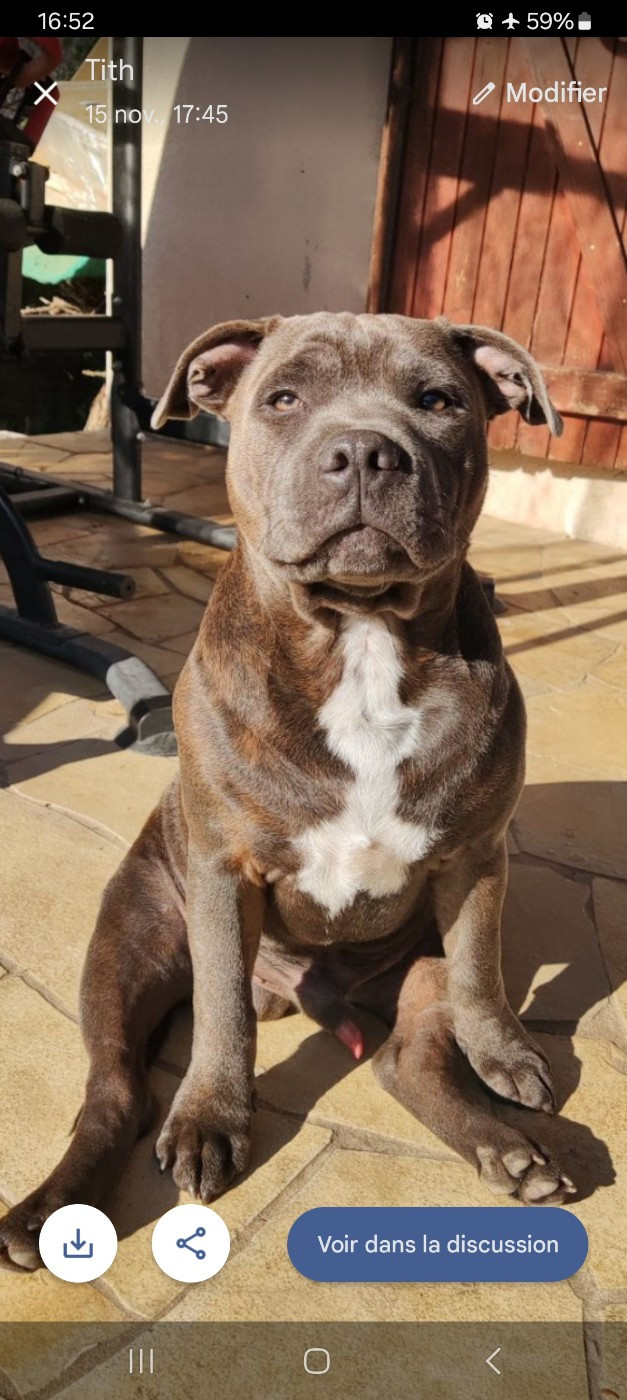 Vegeta le temple des staffies