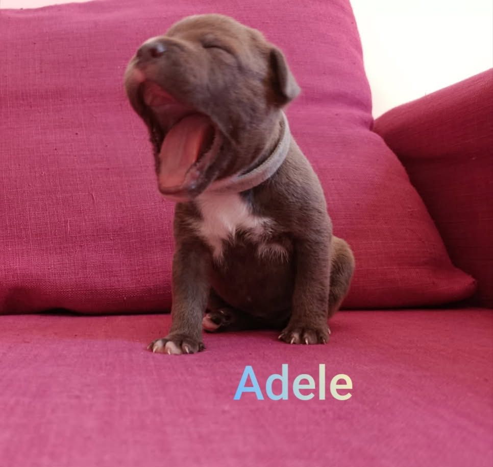Rodrigue Benard - Chiots disponibles - Staffordshire Bull Terrier