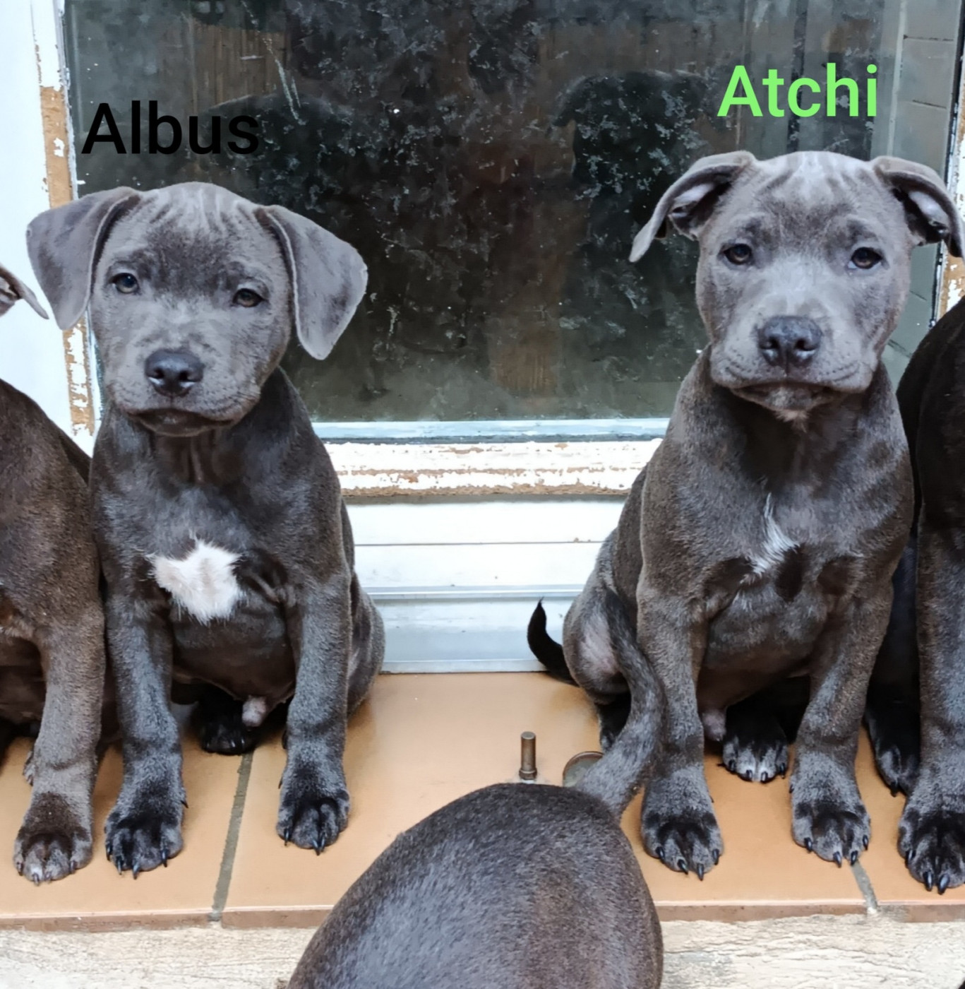Rodrigue Benard - Chiots disponibles - Staffordshire Bull Terrier
