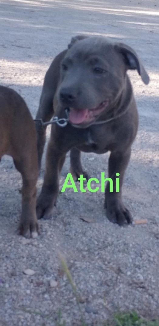 Rodrigue Benard - Chiots disponibles - Staffordshire Bull Terrier