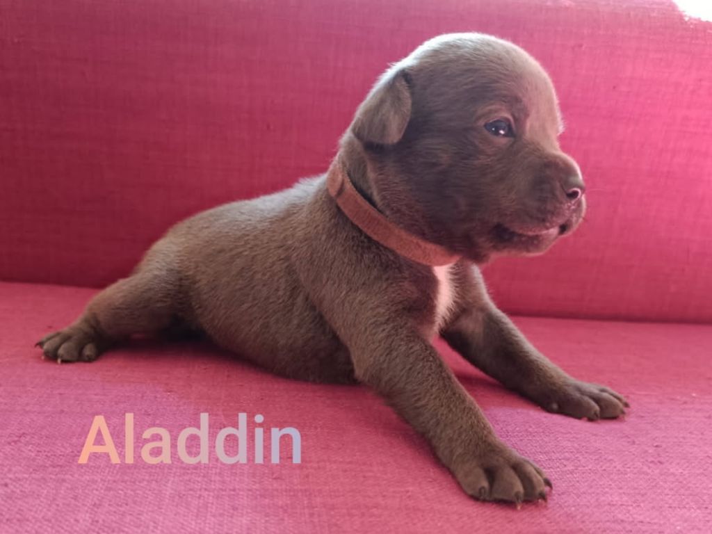 Rodrigue Benard - Chiots disponibles - Staffordshire Bull Terrier