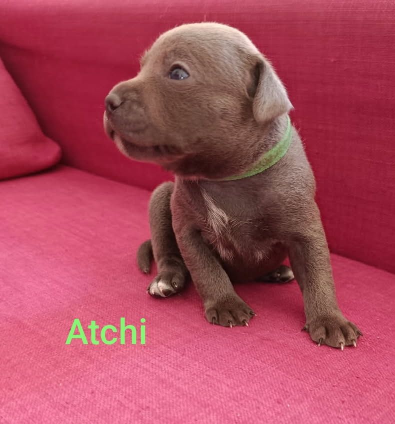 Rodrigue Benard - Chiots disponibles - Staffordshire Bull Terrier
