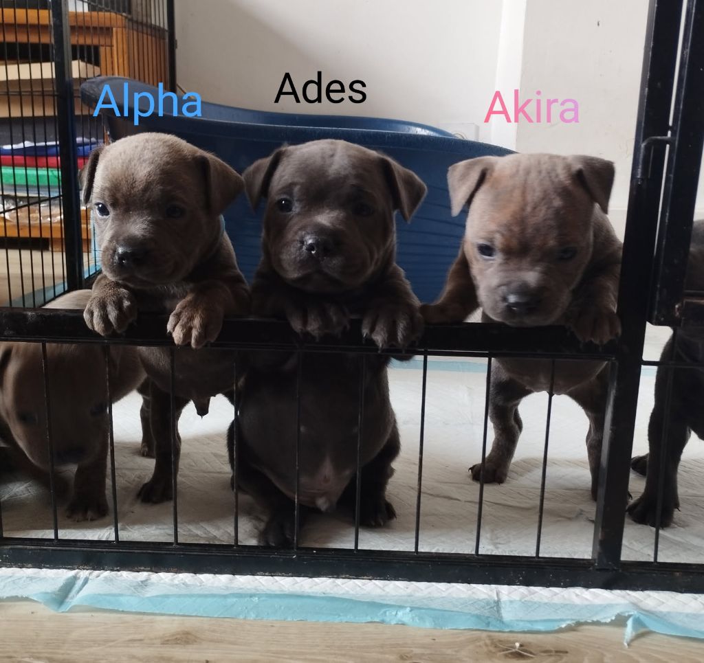 Rodrigue Benard - Chiots disponibles - Staffordshire Bull Terrier