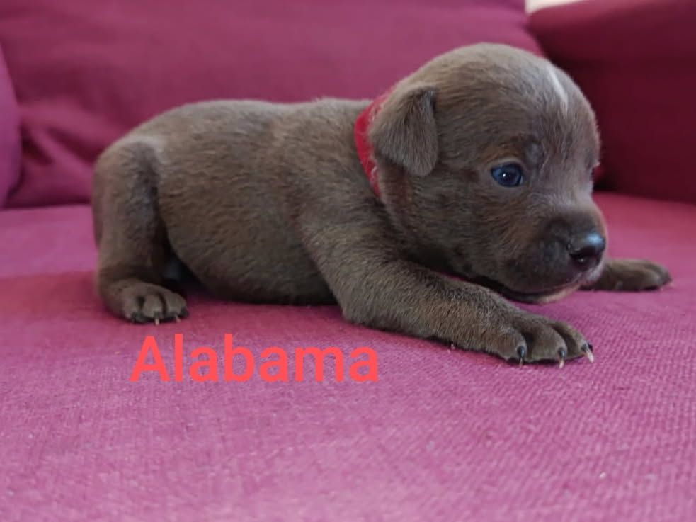 Rodrigue Benard - Chiots disponibles - Staffordshire Bull Terrier