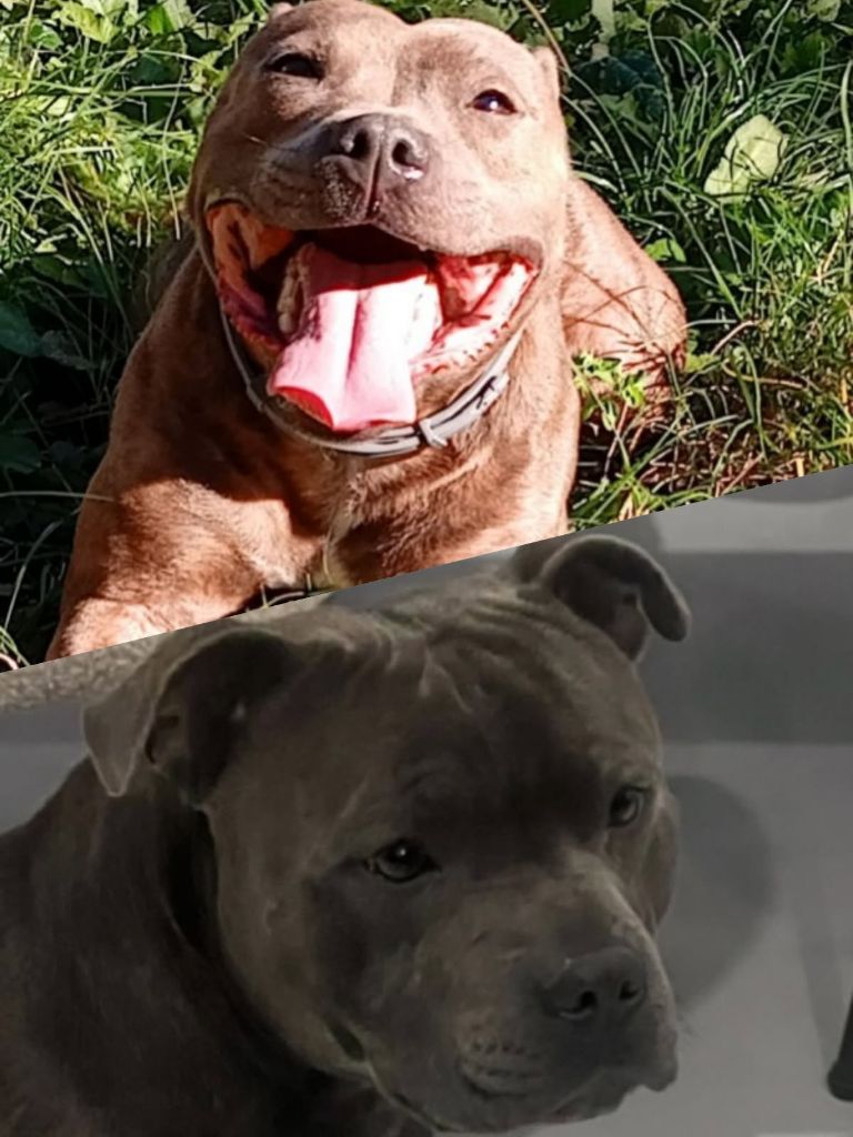 Rodrigue Benard - Staffordshire Bull Terrier - Portée née le 02/04/2025