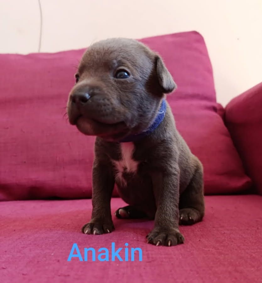 Rodrigue Benard - Chiots disponibles - Staffordshire Bull Terrier