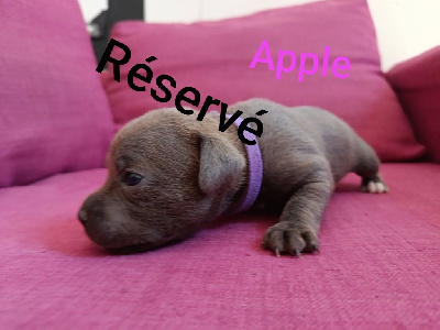 Apple