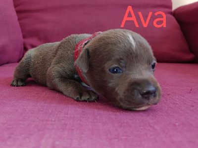 Ava