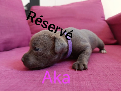 Aka