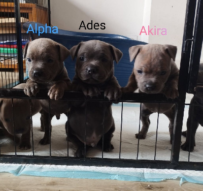 Ades