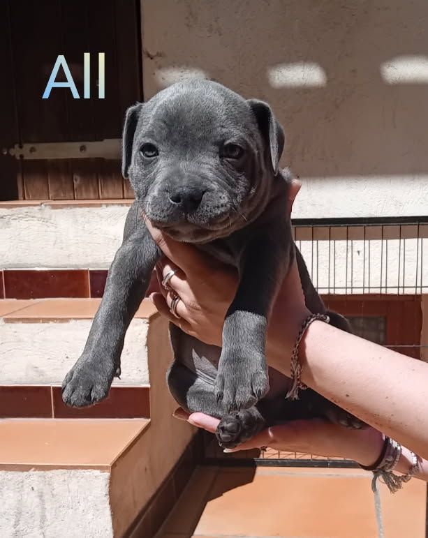 Rodrigue Benard - Chiots disponibles - Staffordshire Bull Terrier