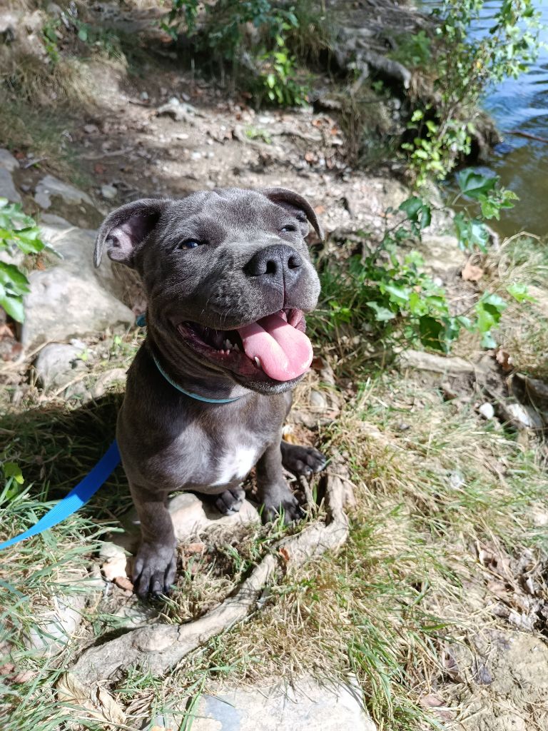 Rodrigue Benard - Chiots disponibles - Staffordshire Bull Terrier