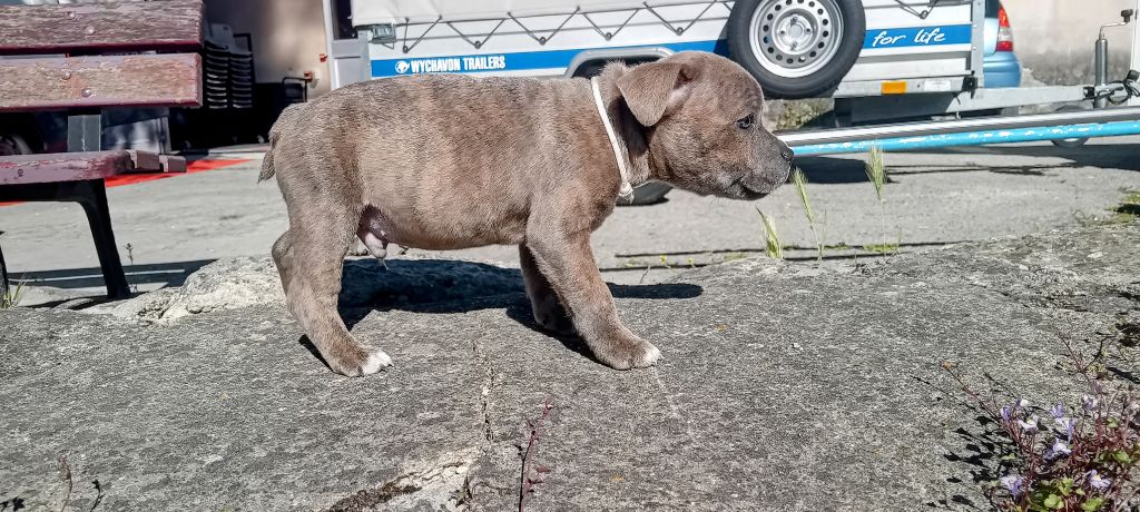 Rodrigue Benard - Chiots disponibles - Staffordshire Bull Terrier