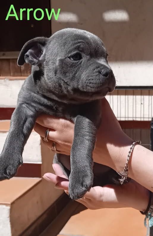 Rodrigue Benard - Chiots disponibles - Staffordshire Bull Terrier
