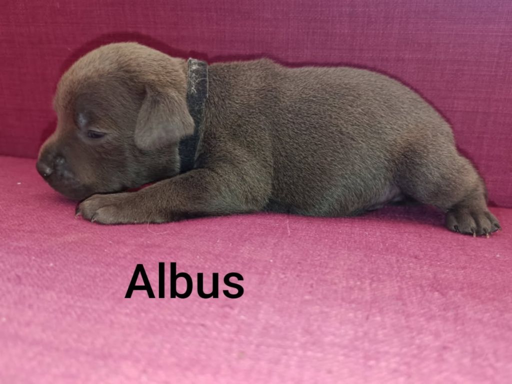 Rodrigue Benard - Chiots disponibles - Staffordshire Bull Terrier
