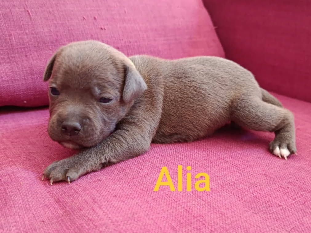 Rodrigue Benard - Chiots disponibles - Staffordshire Bull Terrier